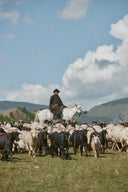 Mongolian nomadic herder on a white horse guiding goats and sheep across green summer grassland