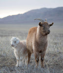 Sustainable Cashmere Is True Luxury