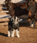 Young cashmere goat kid standing in a Mongolian pen, showing why cashmere is expensive, adult goats behind