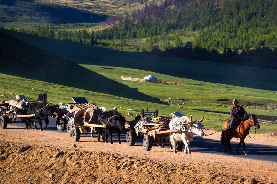 A Nomadic Lifestyle: The Natural Coexistence of Herder & Animal
