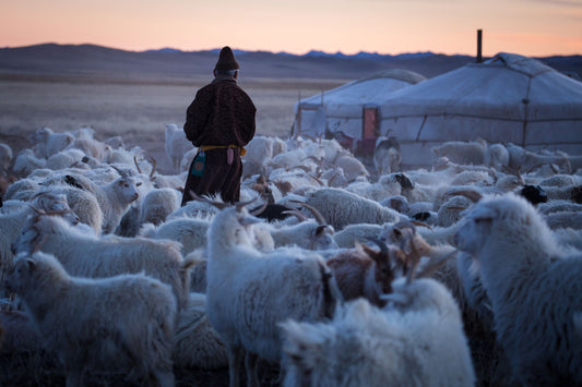 Know Your Cashmere: Authentic Fiber from True Mongolian Nomads