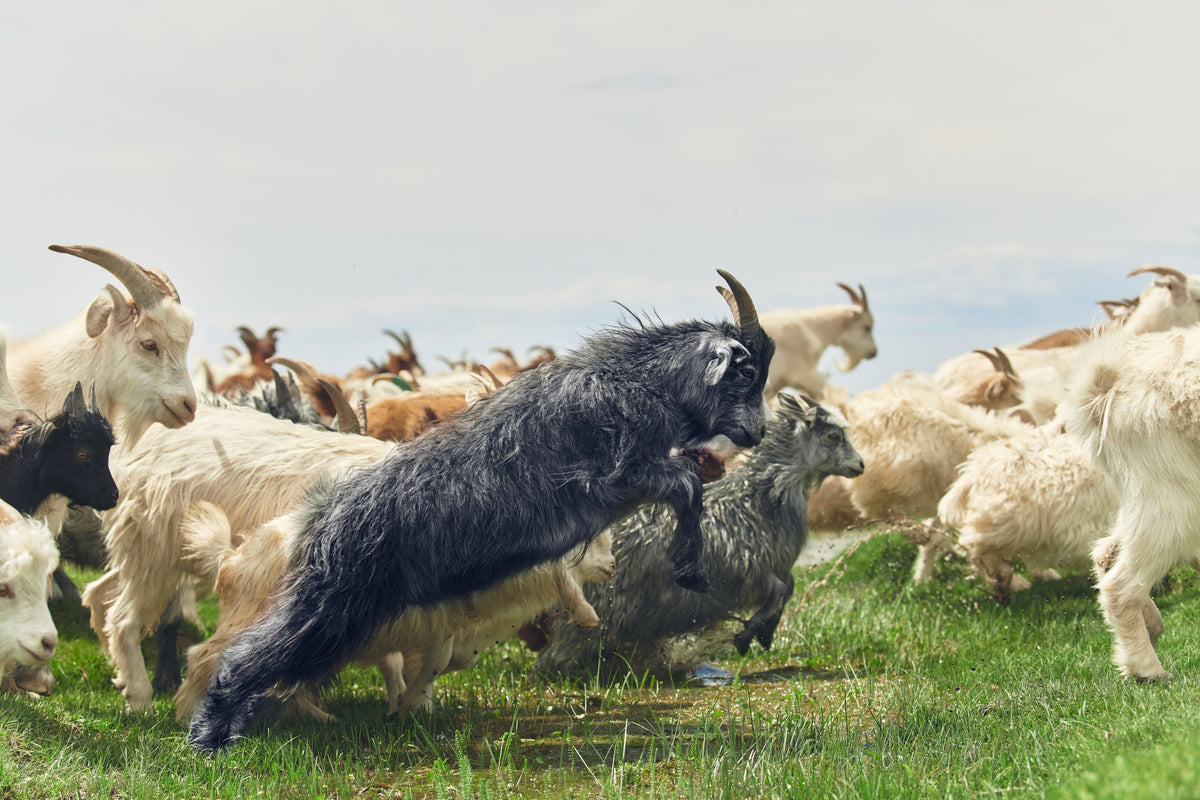 Two black cashmere goats sparring on open pasture in front of snow-capped Mongolian mountains