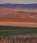 Rolling autumn hills of the Mongolian steppe in warm evening light