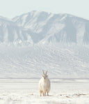 A white cashmere goat standing on snow in front of snow-covered mountains