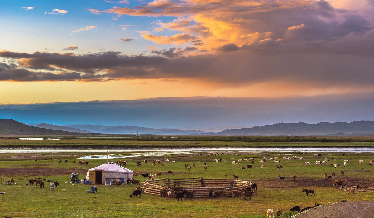 A ger and a wooden pen in a green Mongolian valley with grazing goats, under an orange evening sky