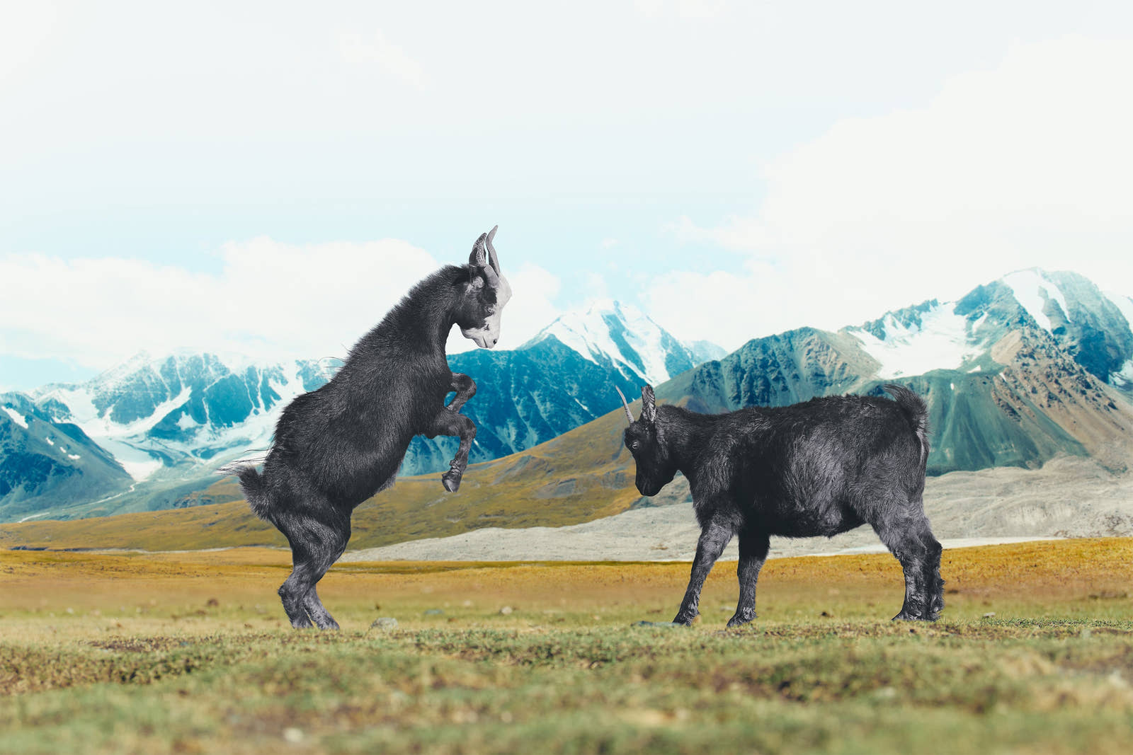 Two donkeys standing on a grassy field with mountains in the background