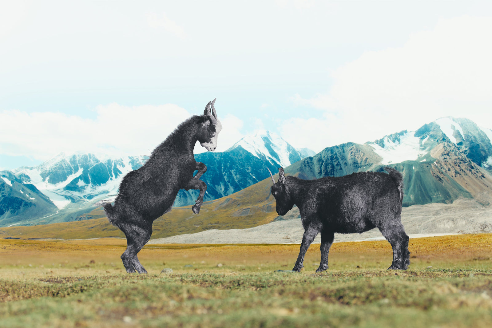 Two donkeys standing on a grassy field with mountains in the background
