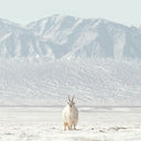 Comfort cashmere - softest