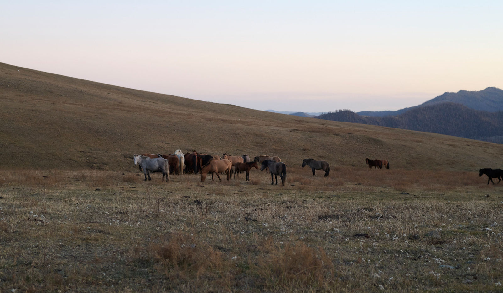 Horses grazing in a field with mountains in the background.  desktop