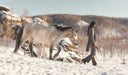 Person walking a horse on a snowy landscape with mountains in the background. desktop