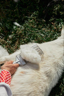 A herder gently hand-combing the fine undercoat from a white cashmere goat in spring