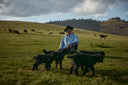A Mongolian herder seated on green pasture with young black cashmere goats