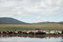 A herd of cashmere goats crossing the Mongolian steppe beside a lake, mountains behind
