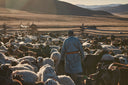 A Mongolian herder walking among a large herd of cashmere goats in low sunlight