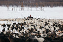 A herder on horseback moving a large goat herd across snow-covered pasture