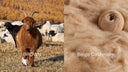 A brown cashmere goat beside beige cashmere fibre and a ball of undyed beige yarn