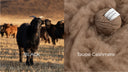 A black cashmere goat beside taupe cashmere fibre and a ball of undyed taupe yarn