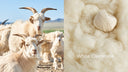 A white cashmere goat beside white cashmere fibre and a ball of undyed white yarn