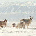 Trace product - goats